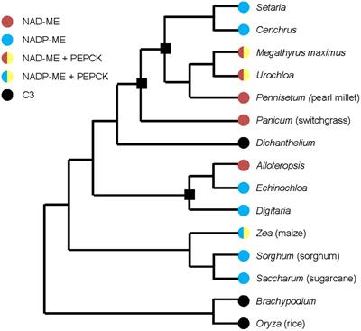 The Differences between NAD-ME and NADP-ME Subtypes of C4 Photosynthesis: More than Decarboxylating Enzymes